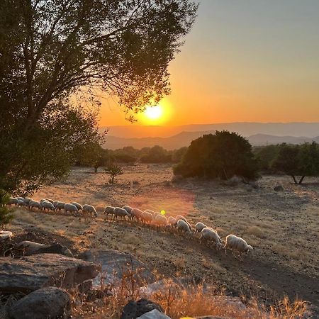 Su Saucu Villa Dorgali Luaran gambar