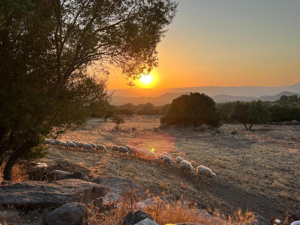 Su Saucu Villa Dorgali Luaran gambar